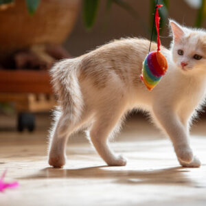 Cat toys