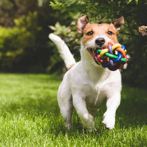 Dog toys
